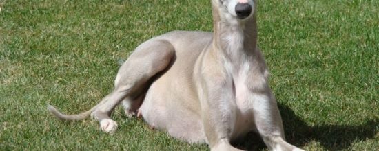 Plus que quelques jours de patience...