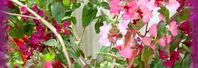 Mon univers de jardin en ce début d'été