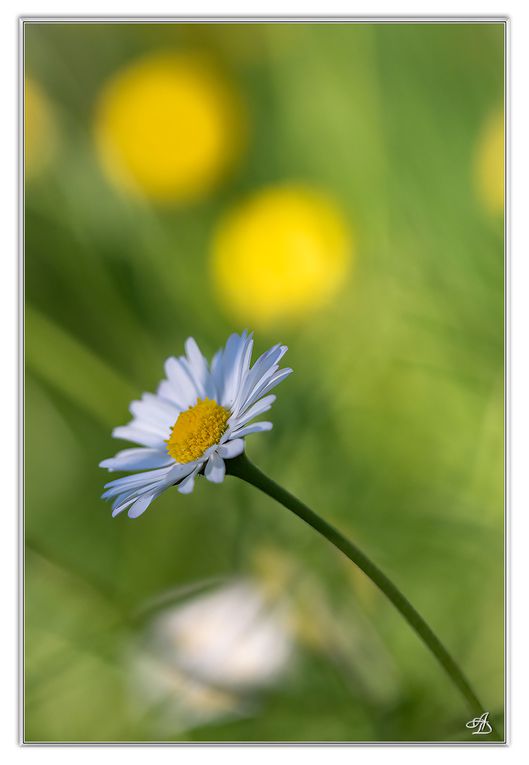 01 - Fleurs