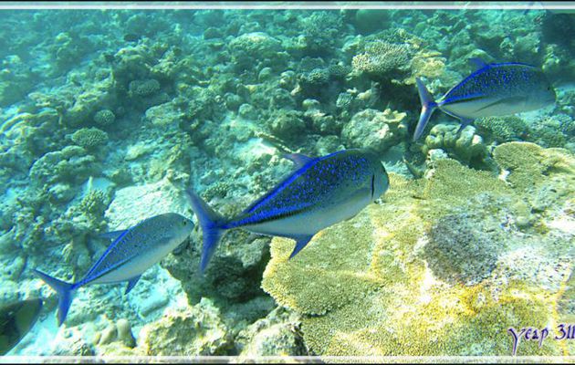 Queue leu leu pour les Carangues bleues, Bluefin trevally (Caranx melampygus) - Snorkeling à Thudufushi - Atoll d'Ari - Maldives
