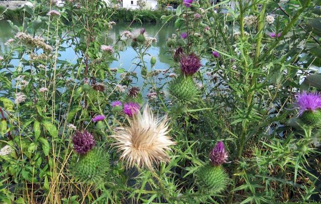 une abeille et des fleurs