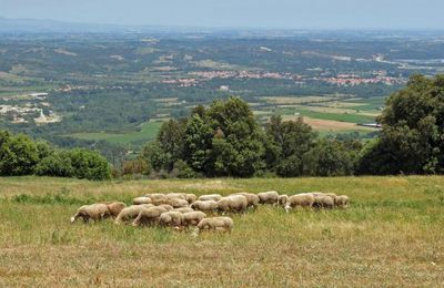 Le Balcon de Céret (423 m) depuis Céret (158 m) (La Nogarède)