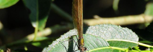 des libellules qui ...