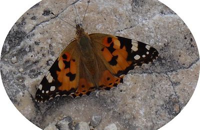 Le papillon du Pont du Gard...