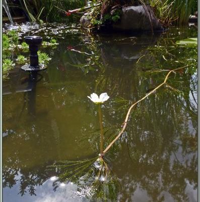 Renoncule flottante ou Renoncule des rivières (Ranunculus fluitans) - Lartigau - Milhas - 31