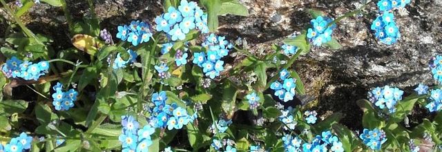   Tapis de fleurs 