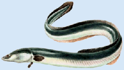 Photos divers poissons 001