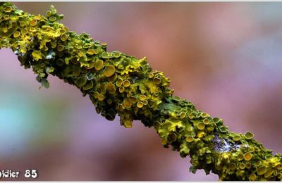 Lichen (1)