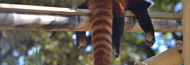 La photo du weekend : Dormir (Panda roux)