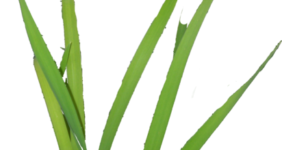 Ѽ Vegetation