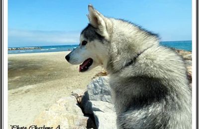 Vacances avec vos Huskys (suite)