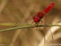 Crocothémis écarlate ♂ - Crocothemis erythraea