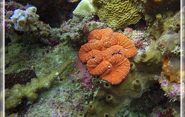 Corail méandrine, Corail denté orange, Lobed brain coral, Lobed cactus coral, Largebrain root coral (Lobophyllia sp.  peut-être hemprichii) - Nosy Mitsio -  Madagascar