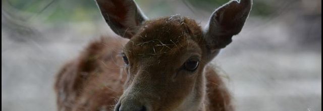 La Ménagerie, Zoo du Jardin des Plantes : Le Daim moucheté (portraits)