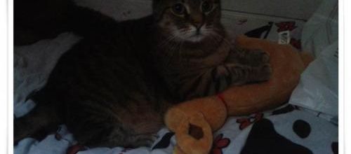 Au revoir, mon chat adoré