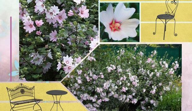 Lavatère Barnsley - Lavatera thuringiaca 