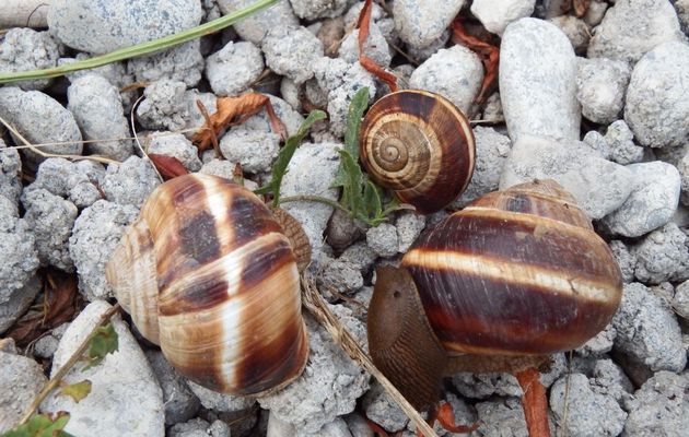 Des escargots à Annot