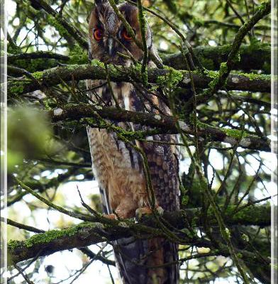 Hibou Moyen-Duc adulte, Long-eared Owl (Asio otus) - Ars-en-Ré - Ile de Ré - 17