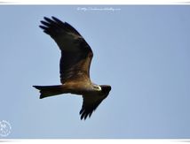 Milans noirs - Milvus migrans - Black Kite