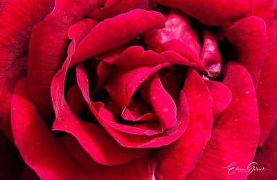 Le jardin et ses fleurs