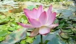 Acrostiche: fleur de lotus