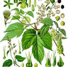 Le houblon