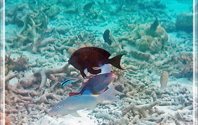 C'est à qui profitera du décrassage par les labres nettoyeurs - Snorkeling à Moofushi - Atoll d'Ari - Maldives