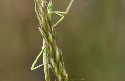 Phasme Pijnackeria masettii