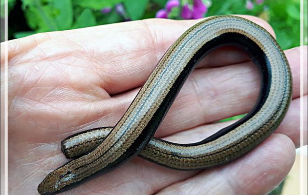 Orvet commun (Anguis fragilis) - Lartigau - Milhas - 31