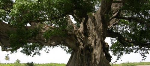 Un arbre comme ça, t’y crois pas !