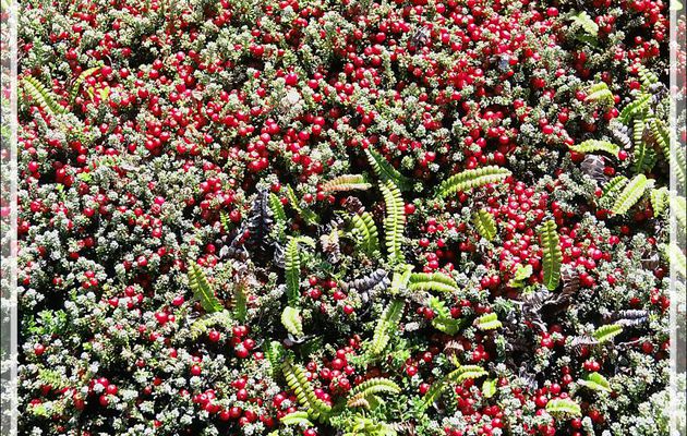 Camarine rouge, Diddle-Dee berry (Empetrum rubrum) - Ship Harbour - New Island - Falkland (Malouines, Malvinas) - Grande-Bretagne
