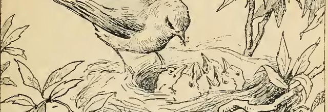 Une famille d’oiseaux