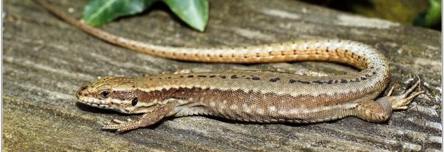Lézard des Murailles (1) - Podarcis muralis
