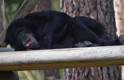 EB - Un chimpanzé ramené dans son zoo grâce à un ciré jaune et un vélo... 