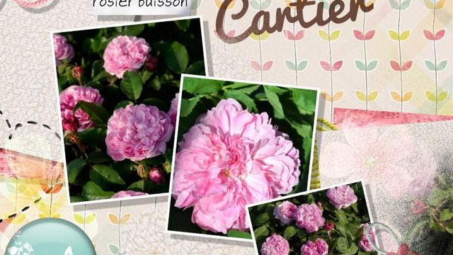 Qui est le Parrain ? Jacques Cartier