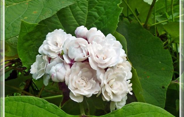 Fleur blanche indéterminée - Raiatea - Polynésie française
