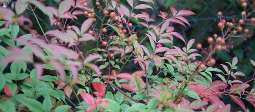 Nandina Domestica