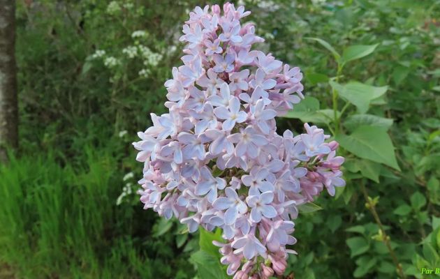 Nos fleurs du jardin -5