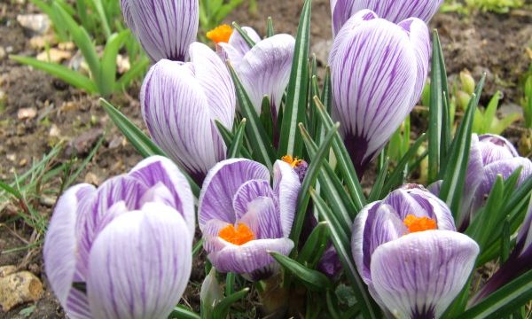 C'est le mois du printemps ..Qui arrive !!