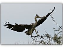 Le Héron cendré qui n'avait pas encore conscience de son poids.