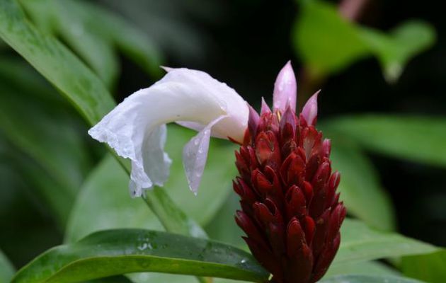 MARTINIQUE AOUT 2017 FLEURS ET FRUITS (6)