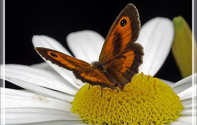 Papillon Amaryllis mâle (Pyronia tithonus) - Lartigau - Milhas - 31