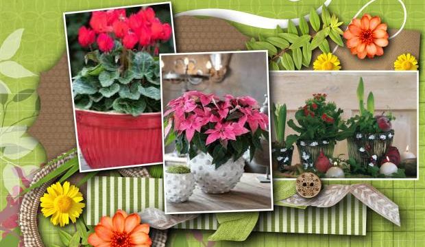 La Bonne Tenue des Floraisons
