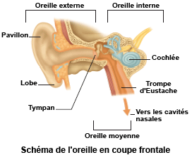 Comment diagnostique-t-on la presbyacousie ?
