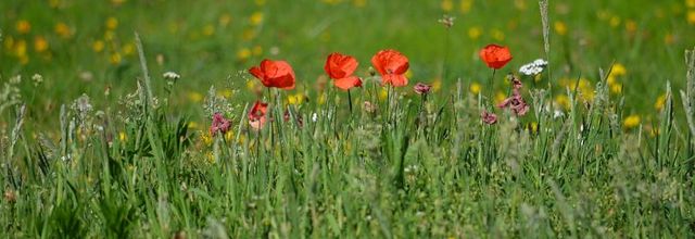 Rambouillet : Les derniers coquelicots