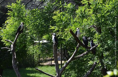 La Ménagerie du Jardin des Plantes : Le Cormoran Pie
