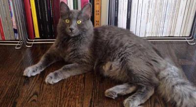 L'ex chaton violet coule des jours heureux