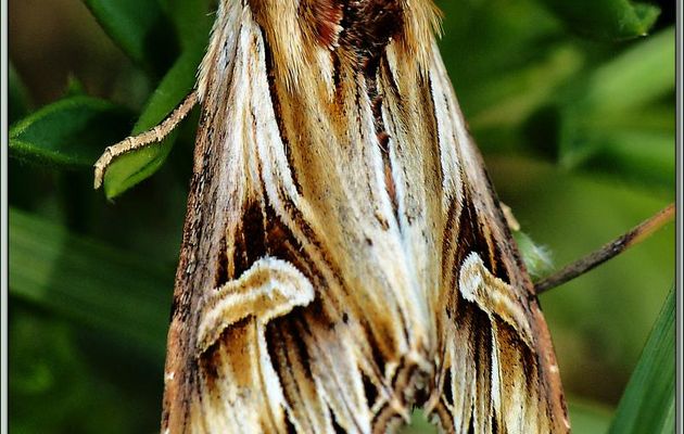 Papillon de nuit inconnu - Pic d'Aillo - Sauveterre de Comminges / Régades - 31