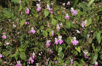 Feu d'artifice d'automne : Balsamines et Asters