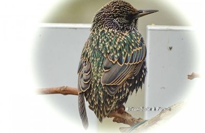 oiseaux - 2015